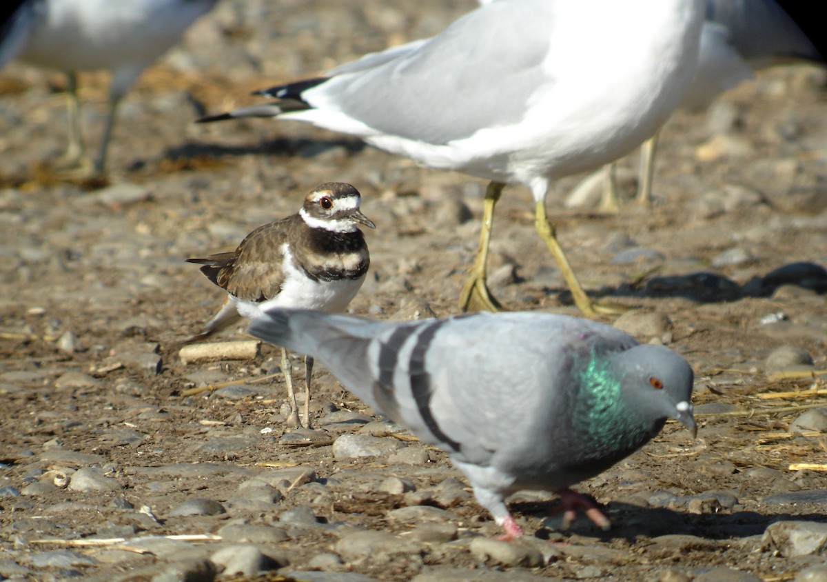 Killdeer - ML42639471