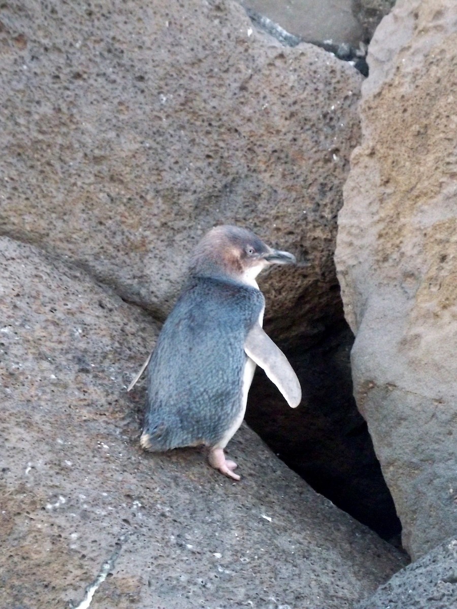 Little Penguin - Valentin Klug