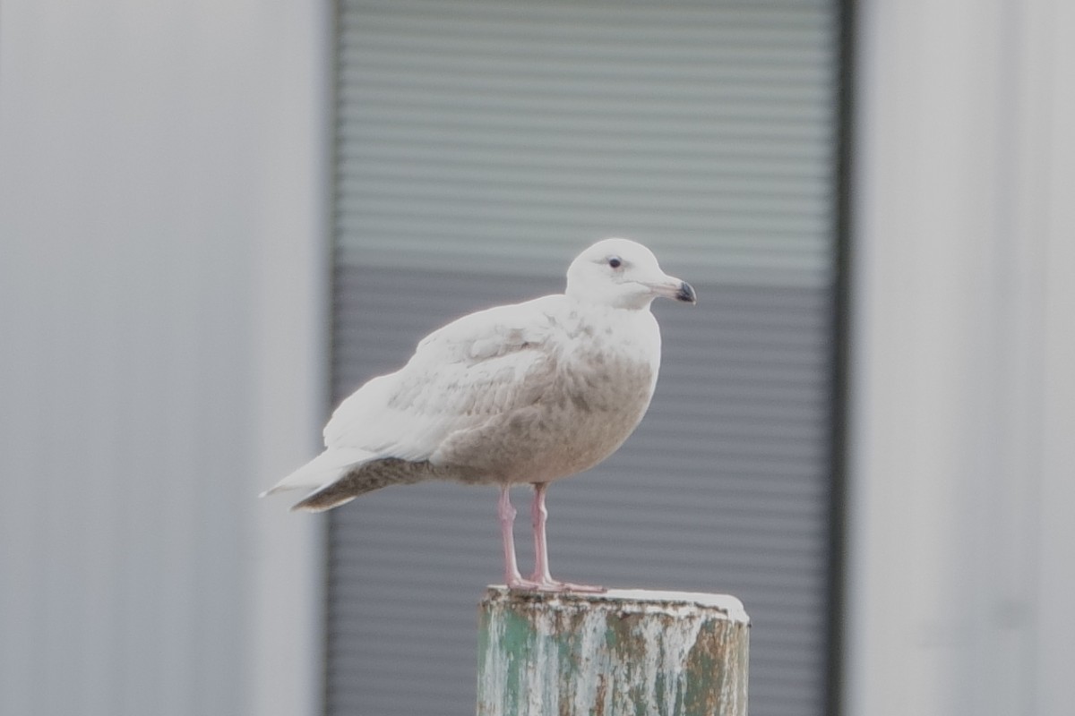 Glaucous Gull - ML426395551