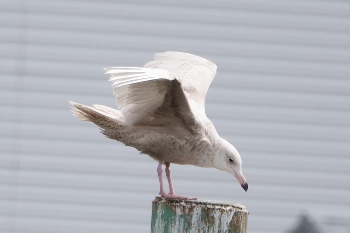 Glaucous Gull - ML426395561