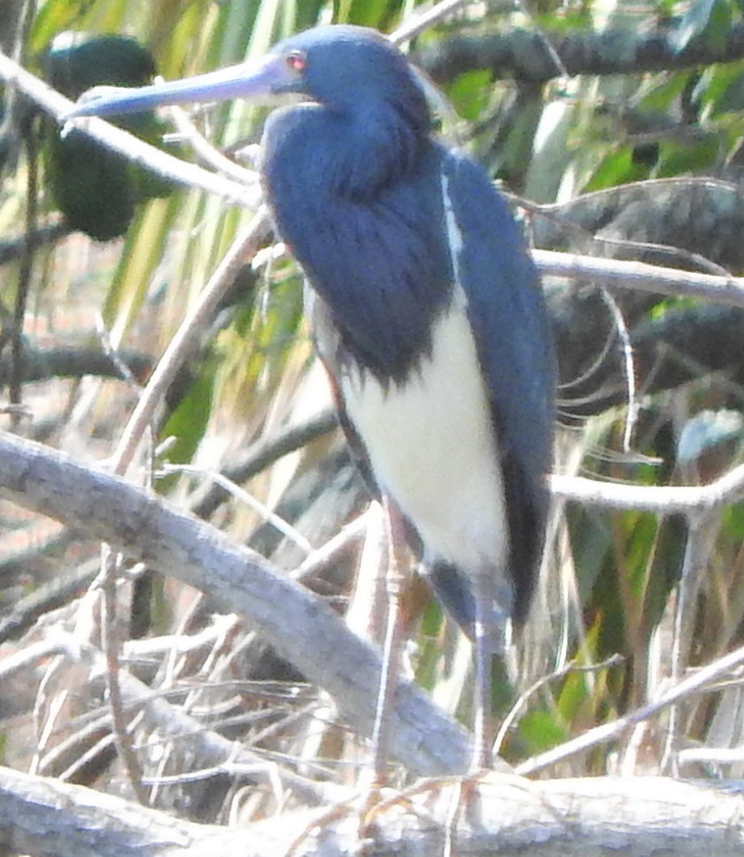 Tricolored Heron - ML426396531