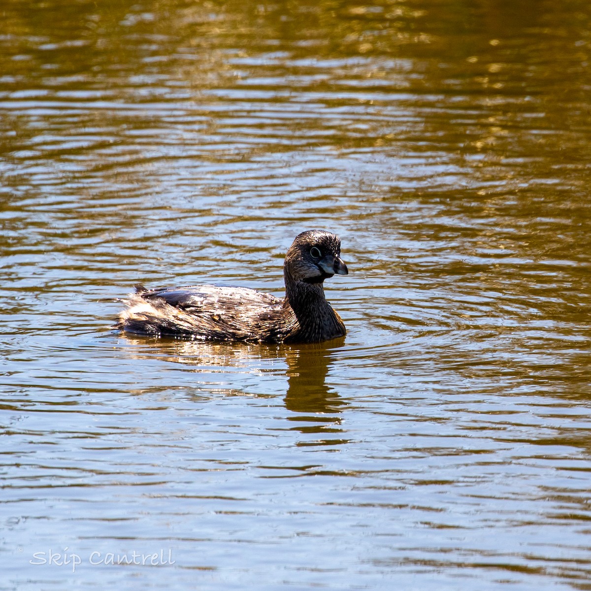 Pied-billed Grebe - ML426397381