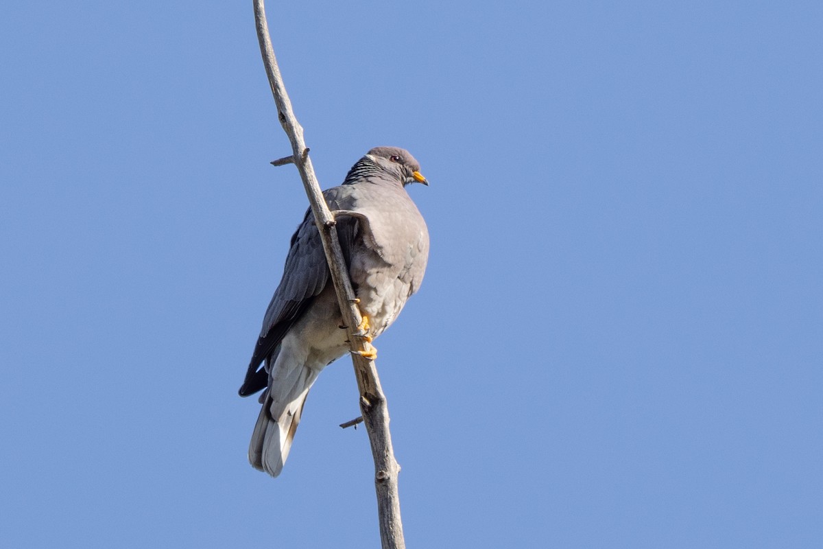 Band-tailed Pigeon - Loni Ye