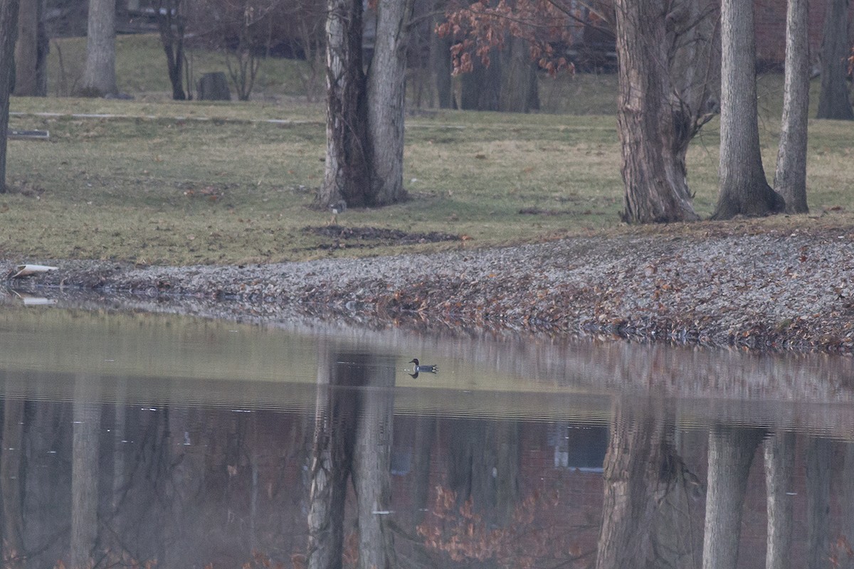 Green-winged Teal - Stefan Minnig