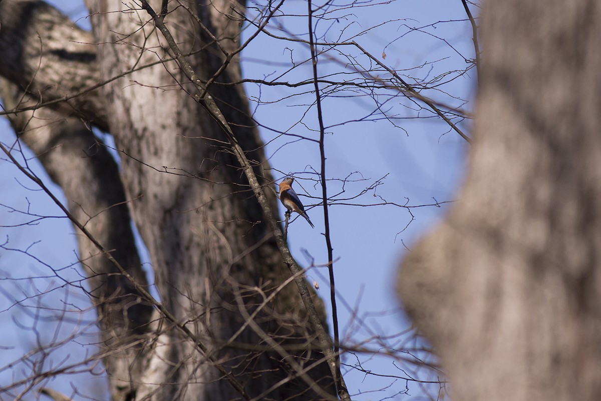 Eastern Bluebird - ML426399861
