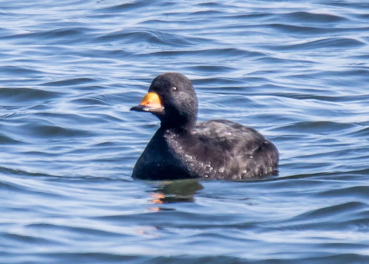 Black Scoter - ML426401181