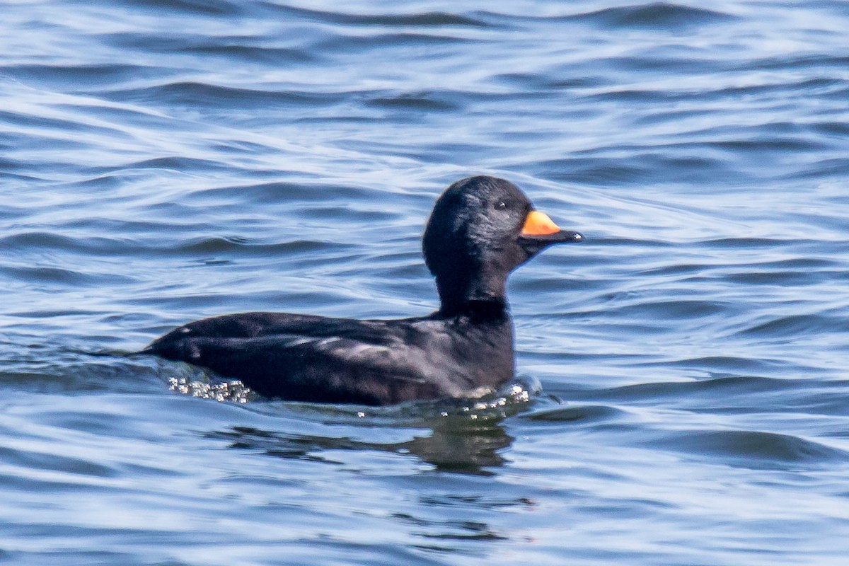 Black Scoter - ML426401221