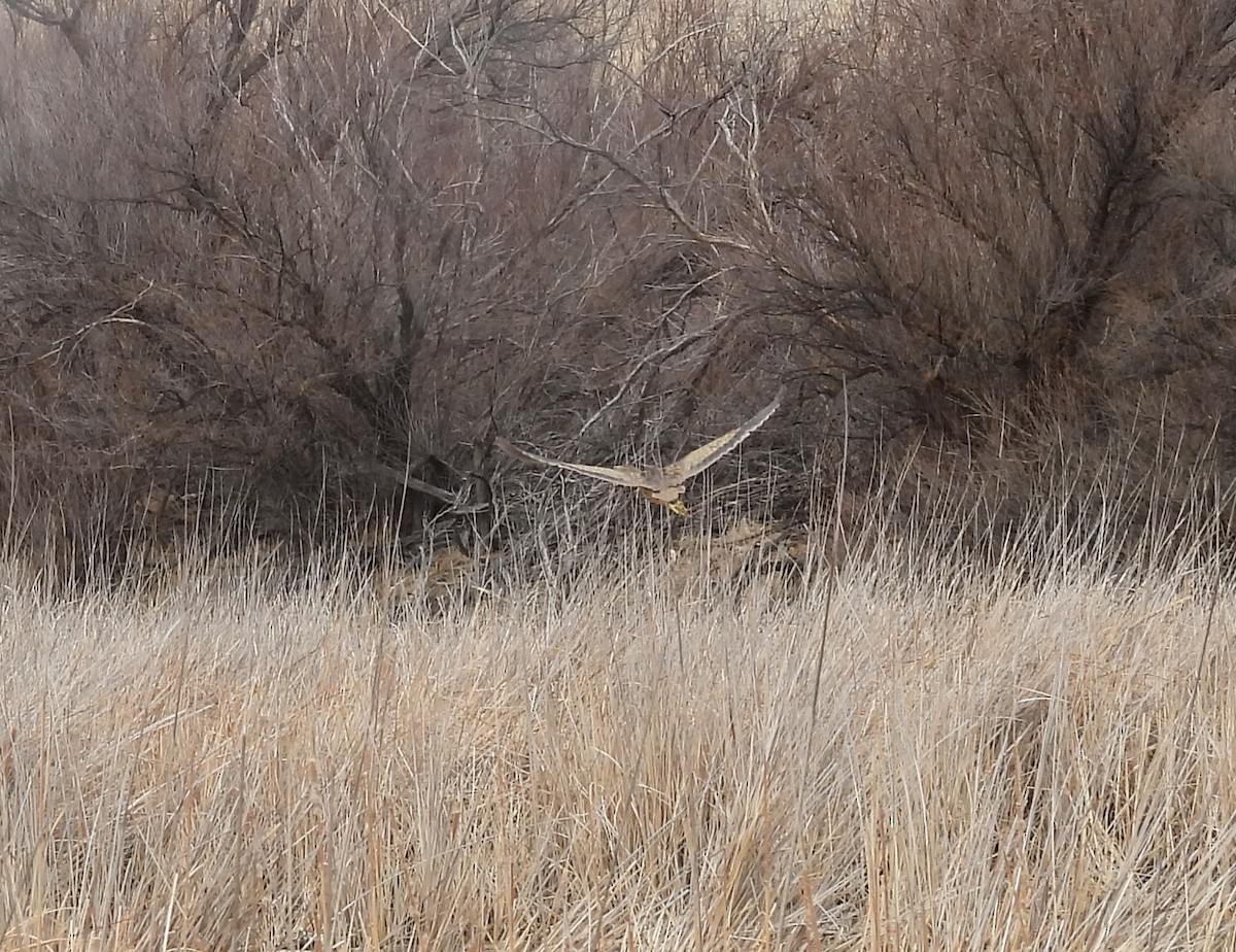 American Bittern - ML426401261