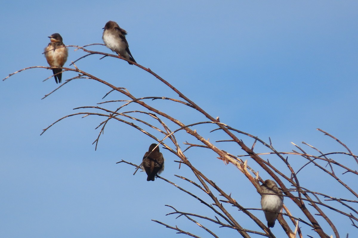 Northern Rough-winged Swallow - ML426402051