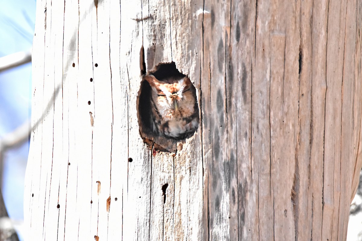 Eastern Screech-Owl - ML426406821