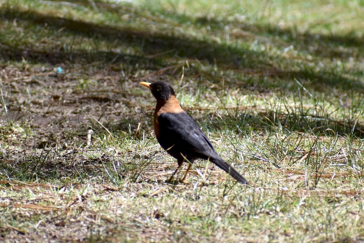 Rufous-collared Robin - Julie Davis