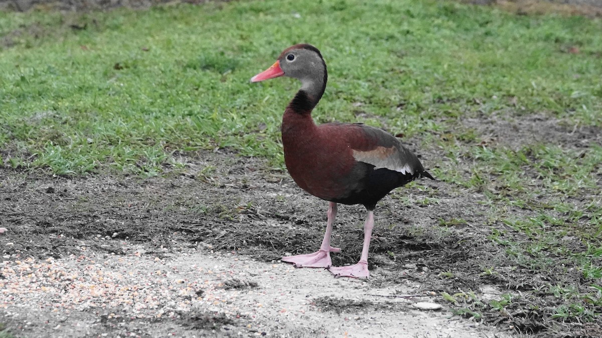 Black-bellied Whistling-Duck - ML426409371