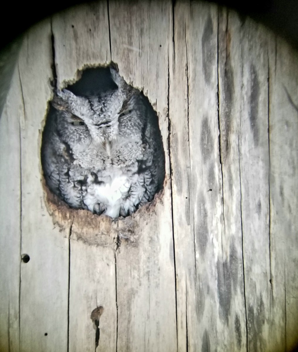 Eastern Screech-Owl - ML426409641