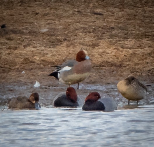 Eurasian Wigeon - ML426409971