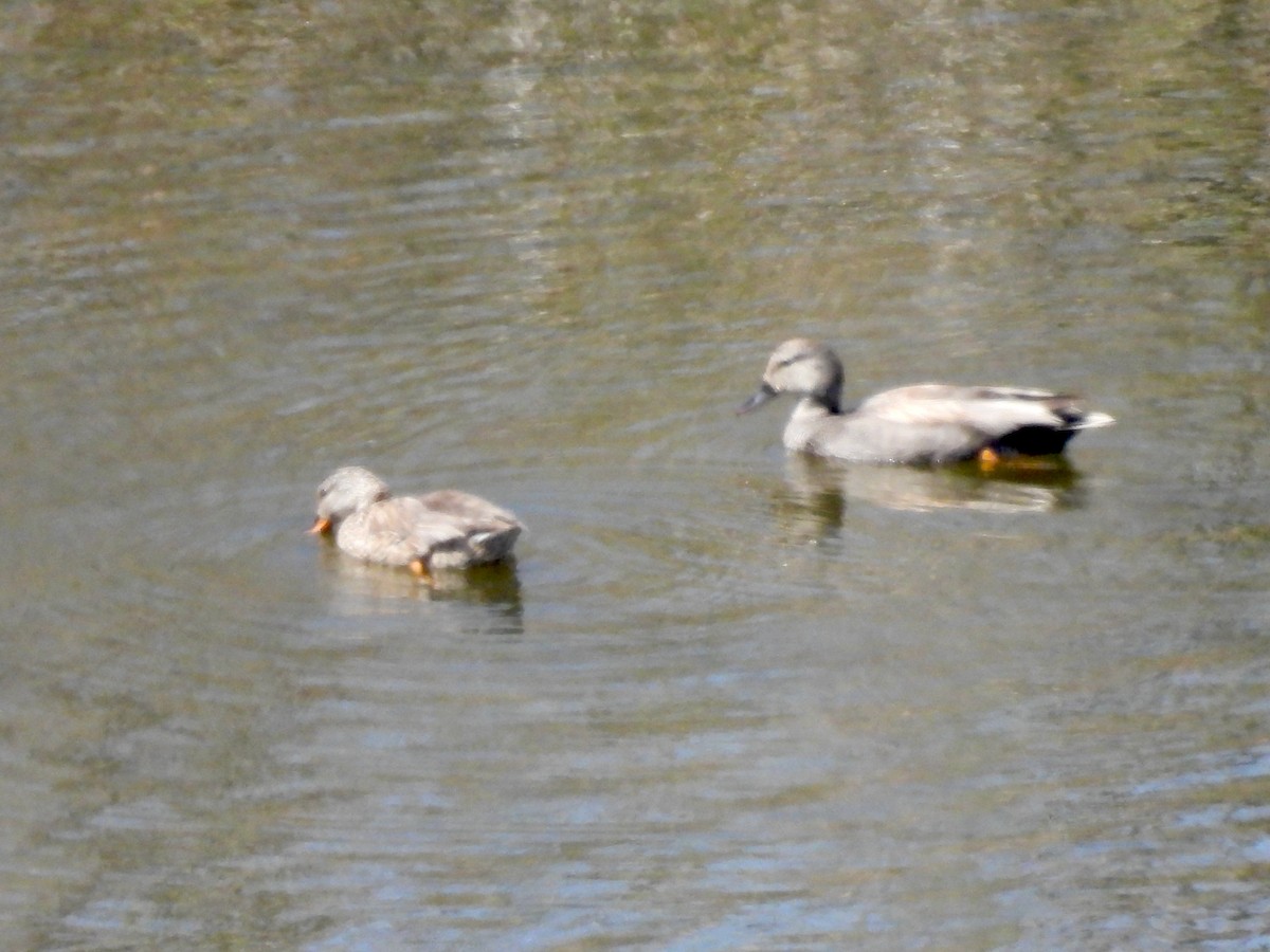 Canard chipeau - ML426411221