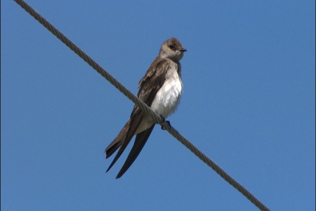 Hirondelle à ailes hérissées (groupe serripennis) - ML426412