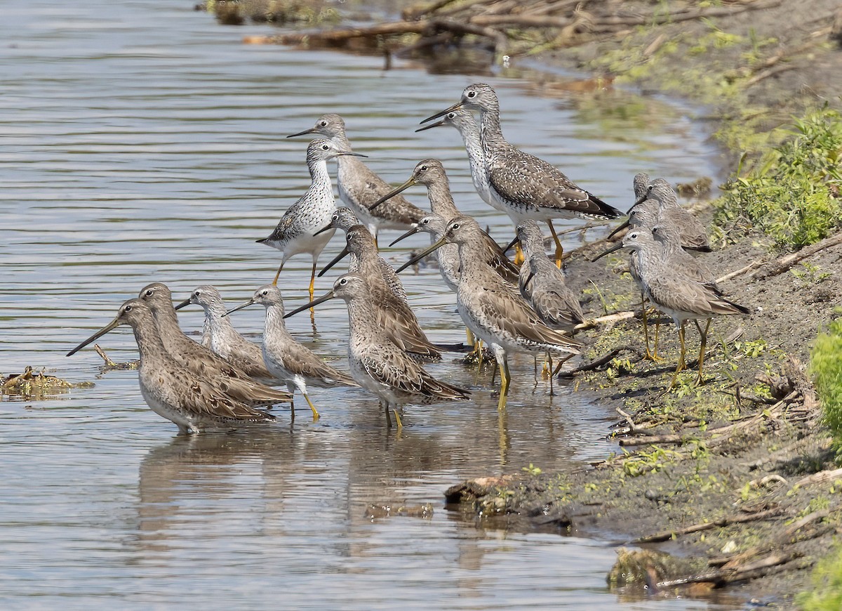 Long-billed Dowitcher - ML426412461