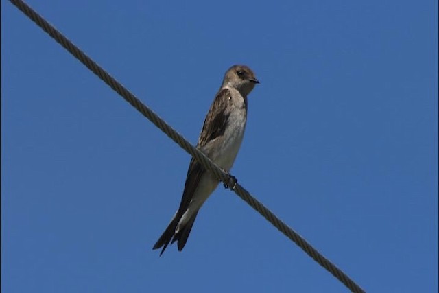 Hirondelle à ailes hérissées (groupe serripennis) - ML426413