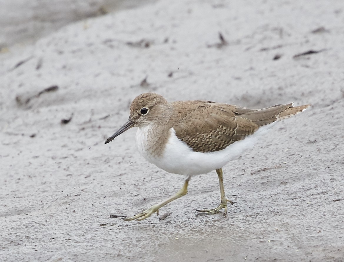 Common Sandpiper - ML42641391