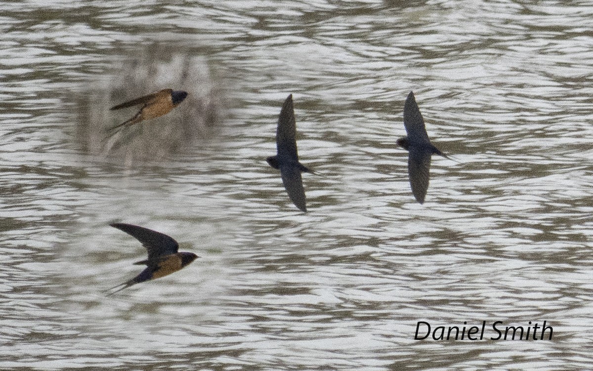 Barn Swallow - ML426414781