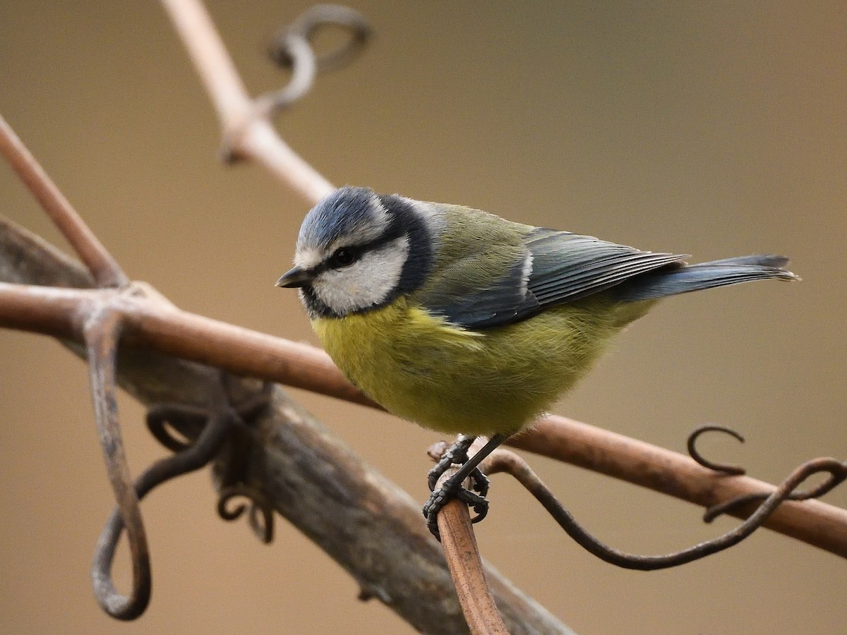 Eurasian Blue Tit - ML426414841