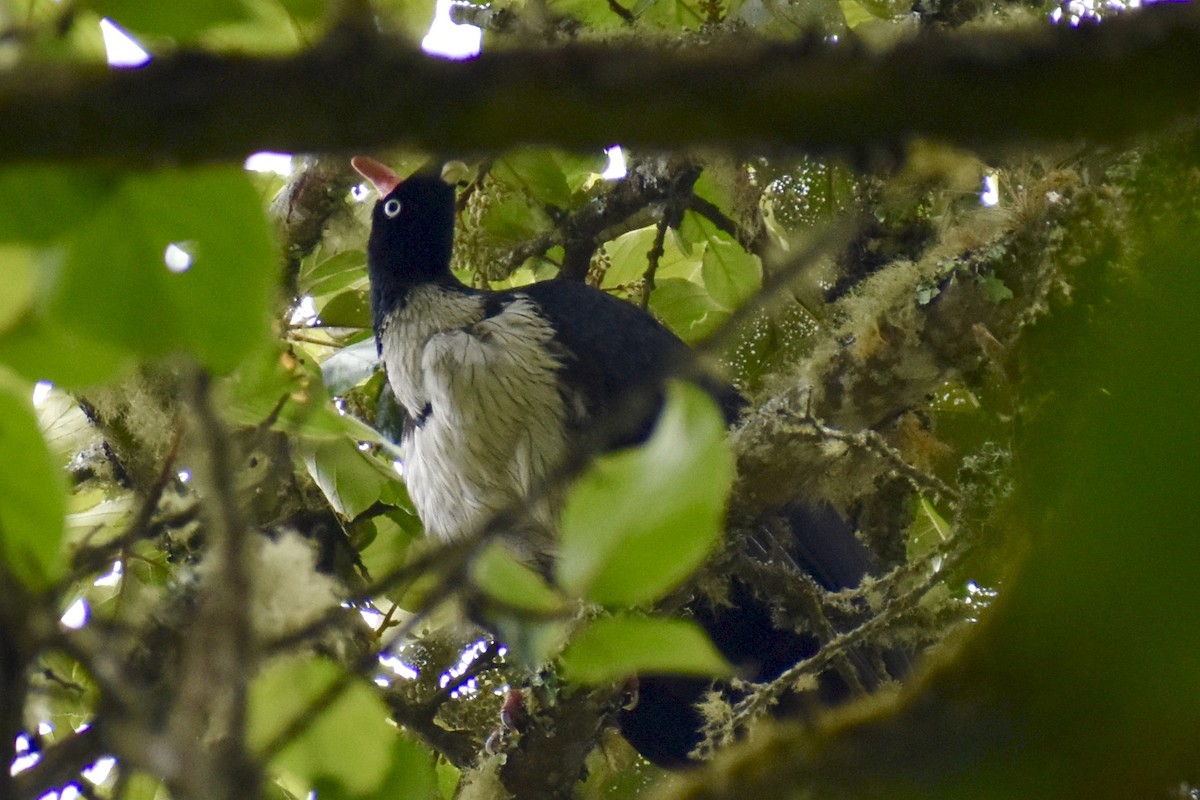 Horned Guan - ML426415001