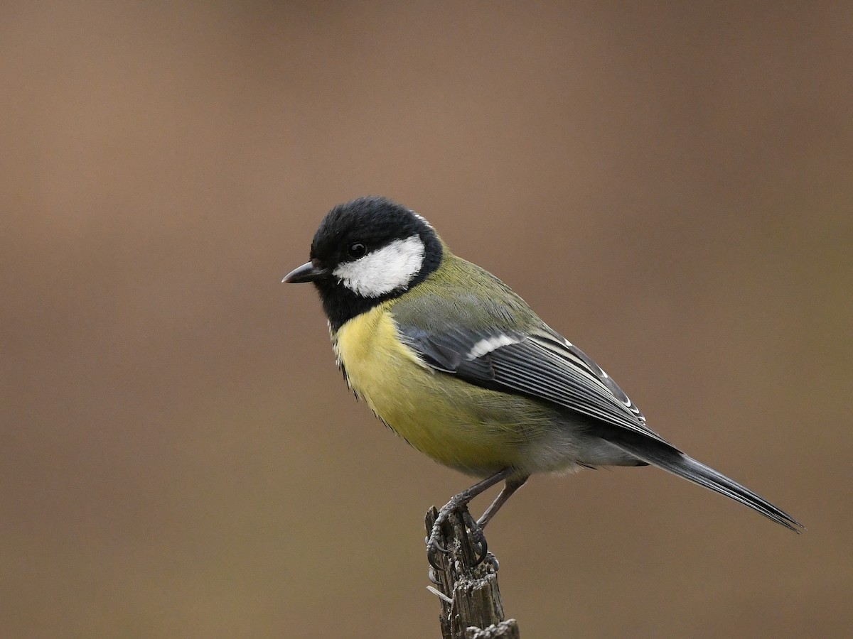 Great Tit - ML426415211