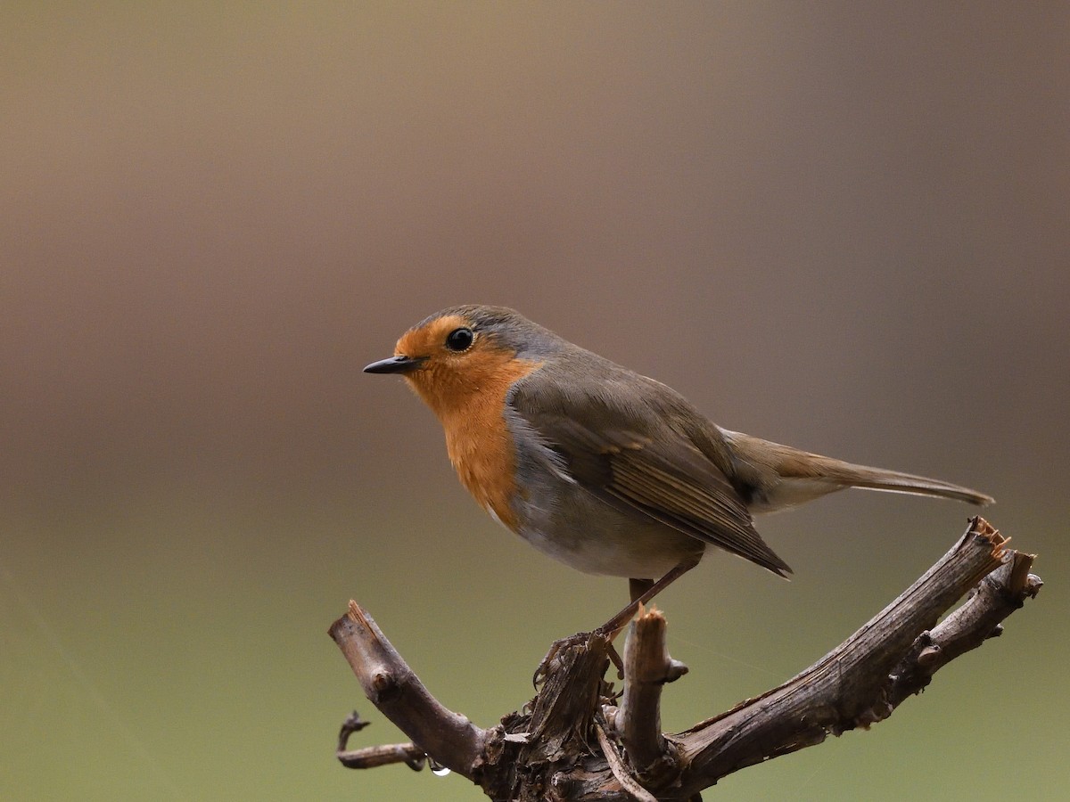 European Robin - ML426416391