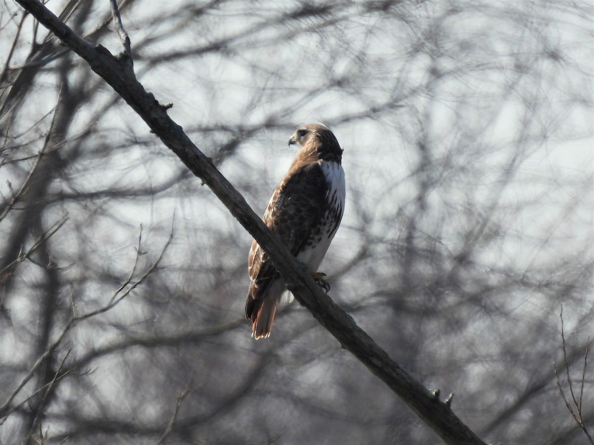 Red-tailed Hawk - ML426417271