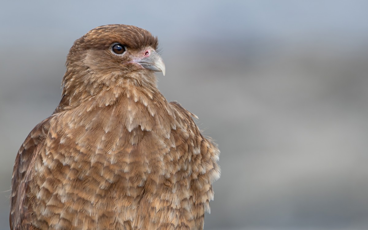 Chimango Caracara - ML426417341