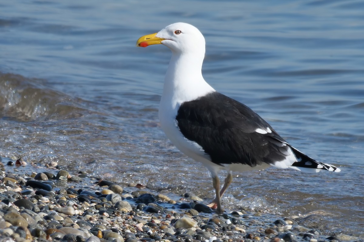 Great Black-backed Gull - Russ Smiley
