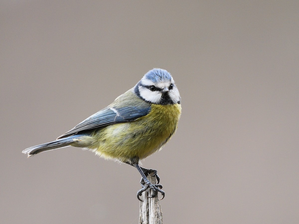 Eurasian Blue Tit - ML426419061