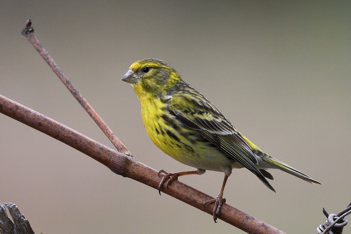 European Serin - ML426419191