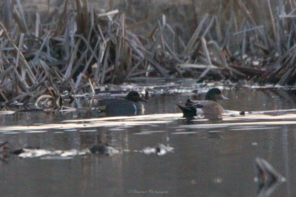 Green-winged Teal - ML426420041