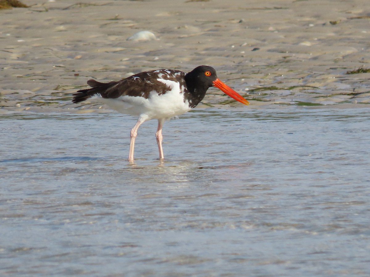 American Oystercatcher - ML426420811