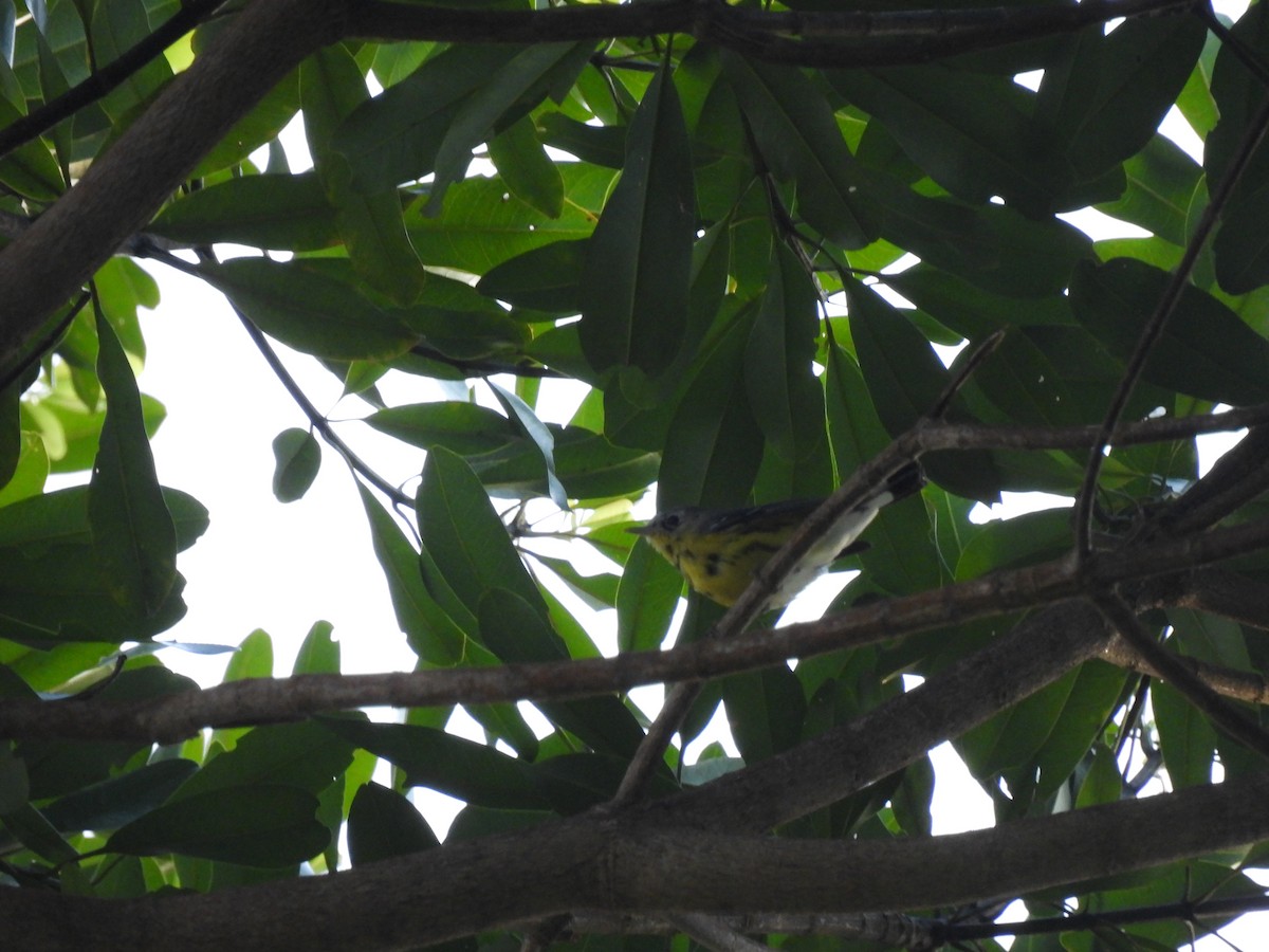 Magnolia Warbler - Nhering Daniel Ortiz Lobo