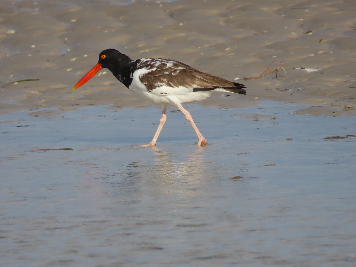 American Oystercatcher - Rhonda Langelaan