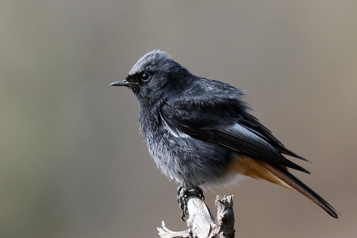 Black Redstart - ML426421001