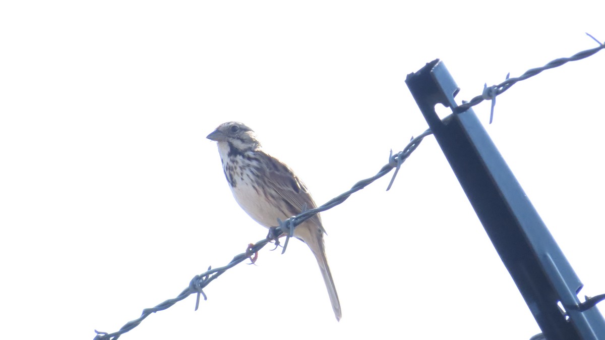 Song Sparrow - ML426421671