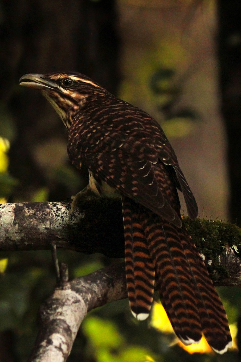 Long-tailed Koel - ML426422491