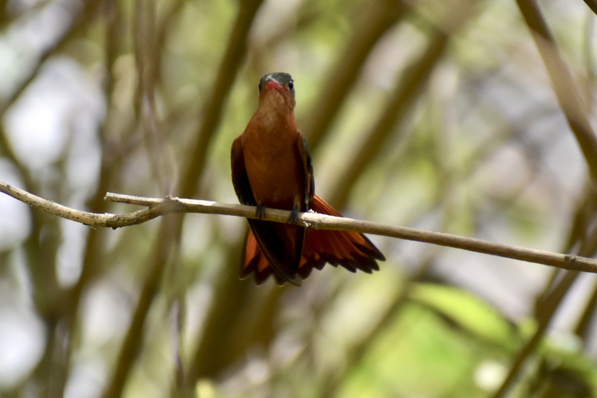 kolibřík ryšavý - ML426422641