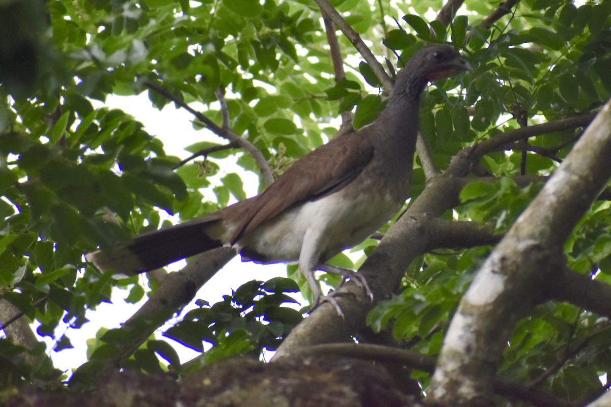 White-bellied Chachalaca - ML426423601