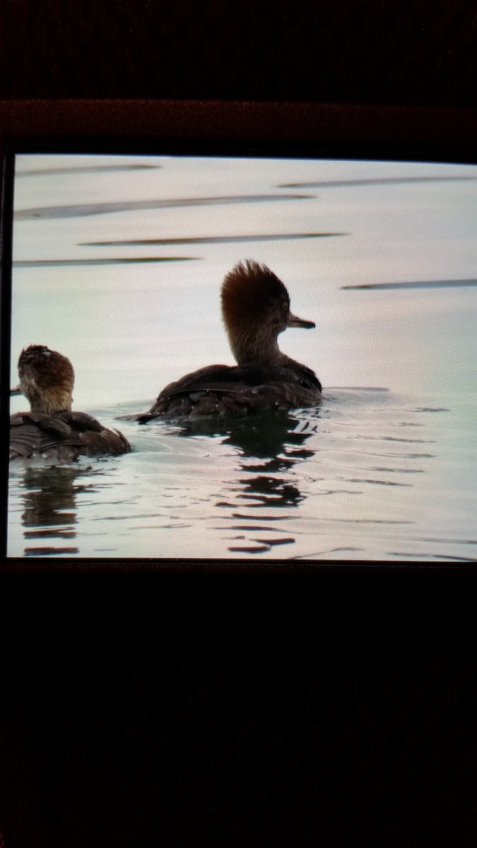 Hooded Merganser - ML42642441