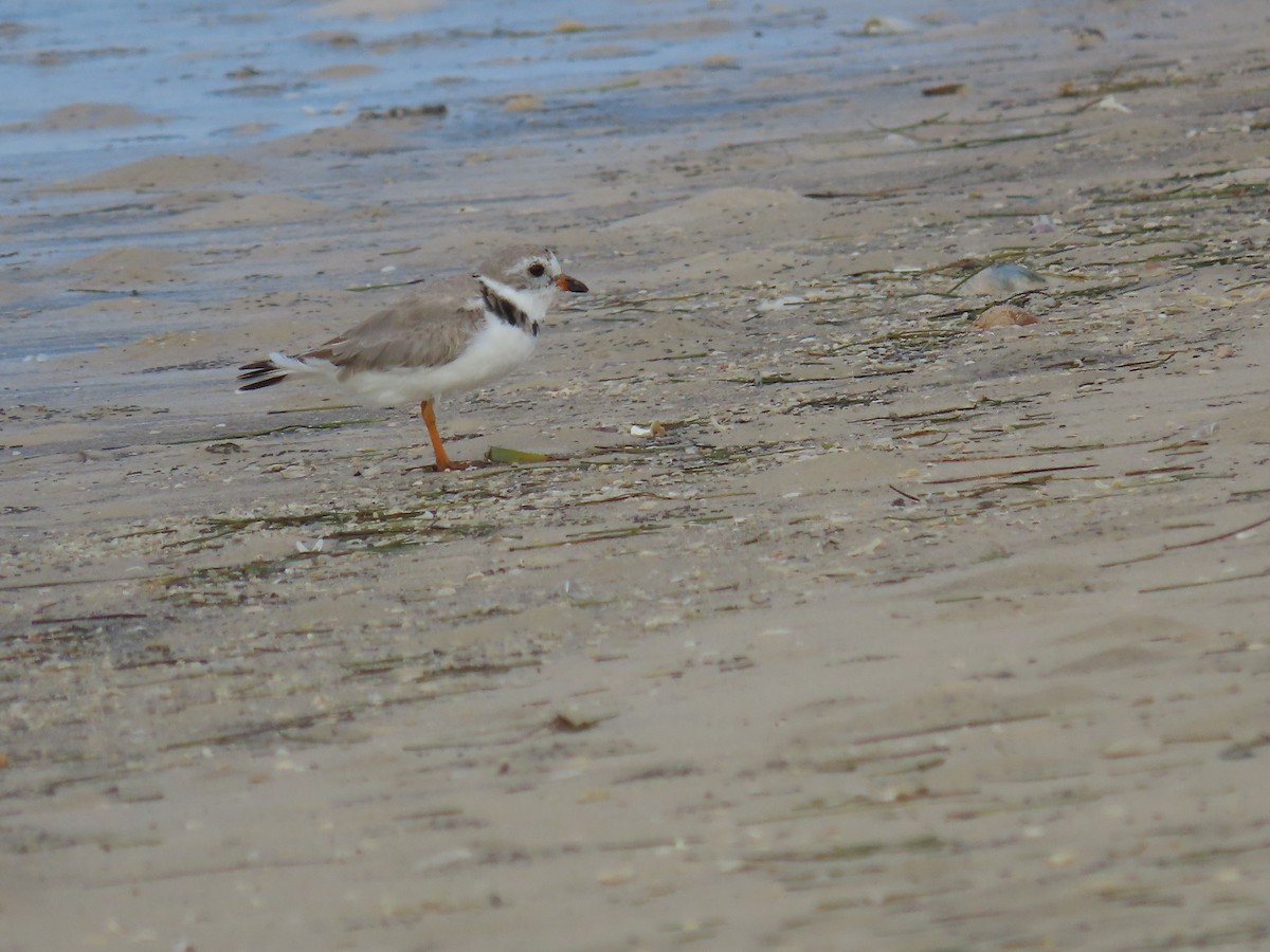 Piping Plover - ML426424781