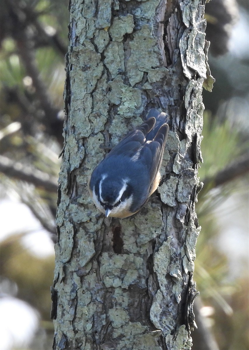Red-breasted Nuthatch - ML426425821