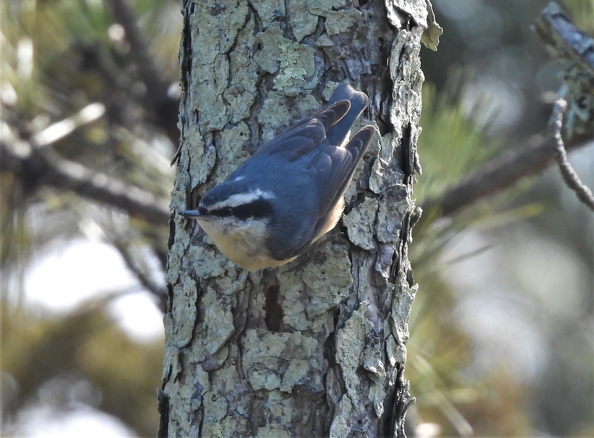 Red-breasted Nuthatch - ML426425841