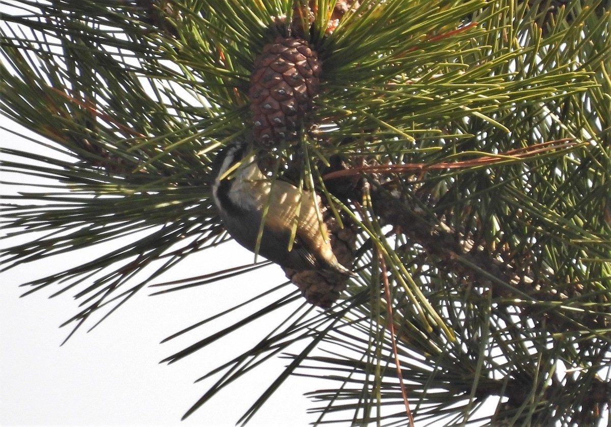 Red-breasted Nuthatch - ML426425861