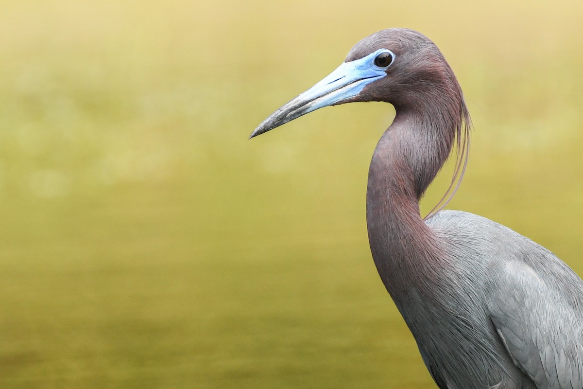 Little Blue Heron - ML426425961