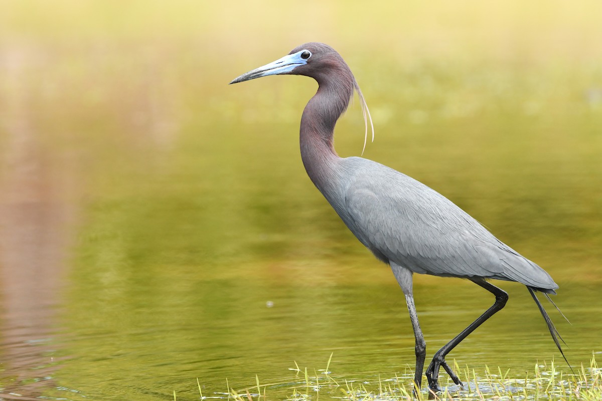 Little Blue Heron - ML426425991