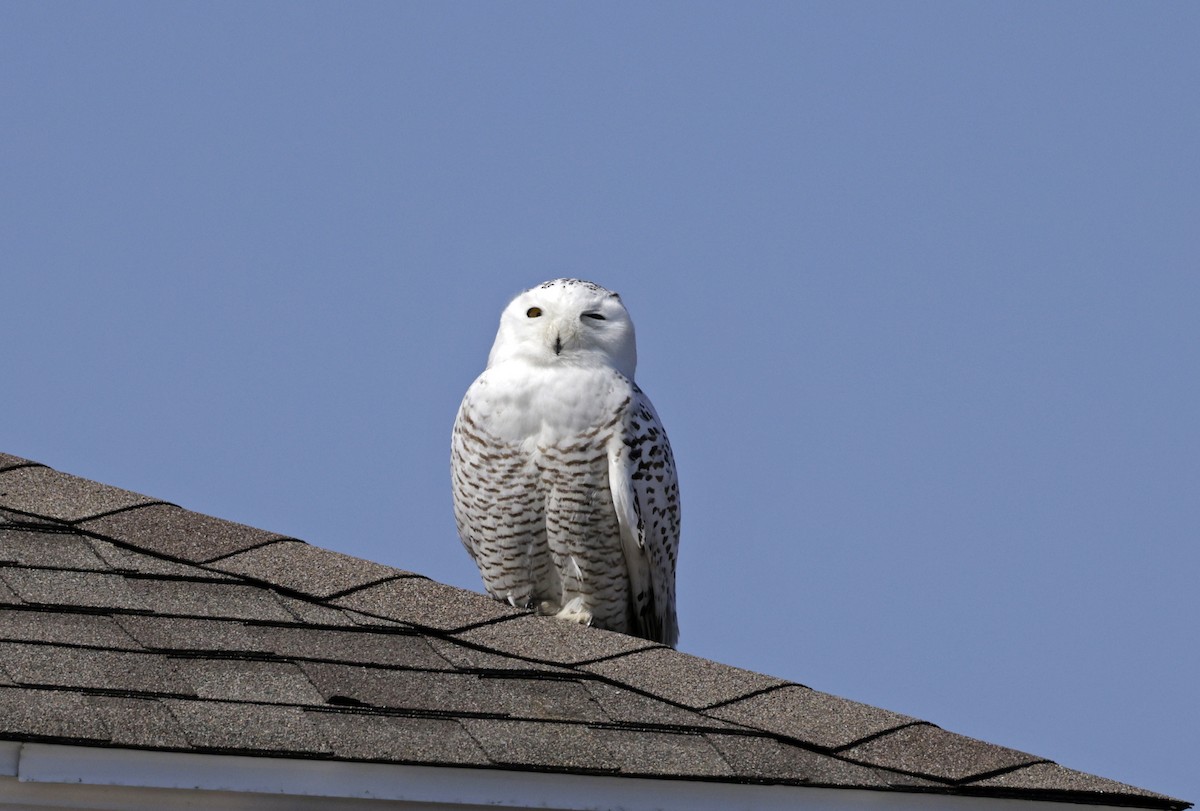 Snowy Owl - Steve Bennett